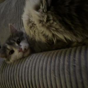 Found Cat Unknown