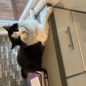 Found Cat Unknown