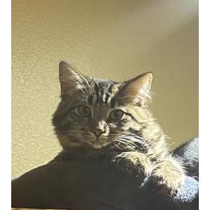 Lost Cat Fat girl