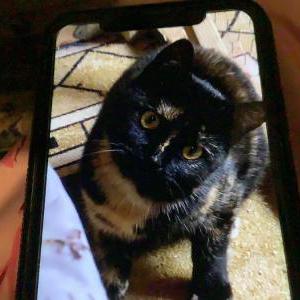 Lost Cat Penelope