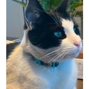 Image of Mickey, Lost Cat