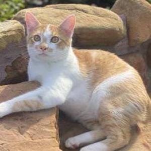 Lost Cat Bob