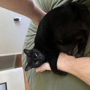 Lost Cat Prince