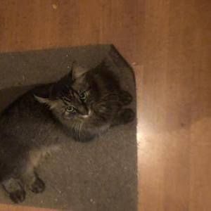 Lost Cat Sassy