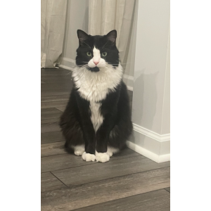 Lost Cat Sharpie