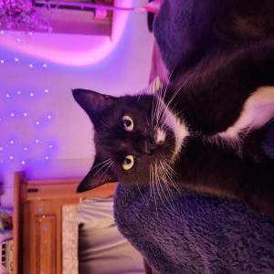Image of Shoesock, Lost Cat