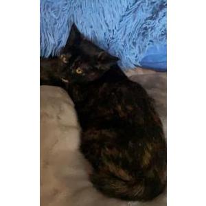 Lost Cat Marra