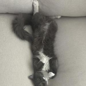 Lost Cat Cleo