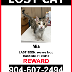 Lost Cat Mia