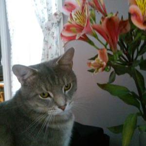 Lost Cat Blue