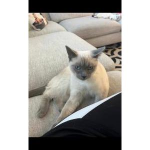 Lost Cat Matcha
