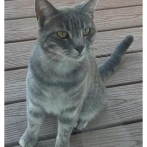 Image of Margaret, Lost Cat