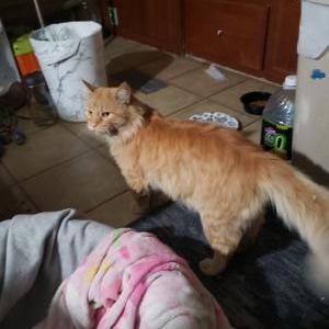 Lost Cat Bad kitty / tigger