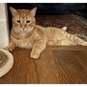 Lost Cat Ravioli