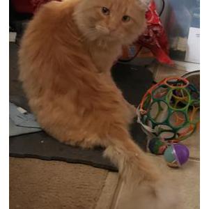 Lost Cat Tigger