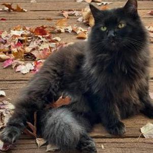 Lost Cat Furry