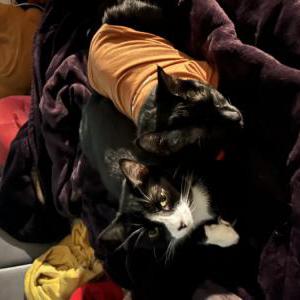 Image of Kiki, Lost Cat