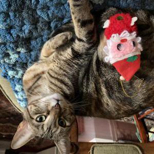 Lost Cat Agatha