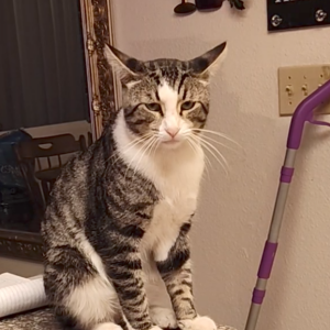 Lost Cat Reinke