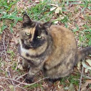 Lost Cat MewMew