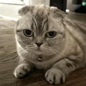 Lost Cat Miffy or Bi