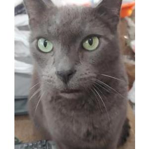 Lost Cat Max