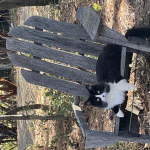 Image of Dipstick (Dippers), Lost Cat