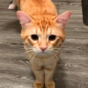 Lost Cat peeka