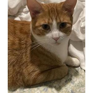 Image of Malibu, Lost Cat