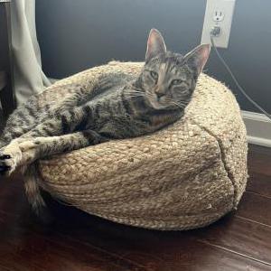 Image of Frannie, Lost Cat