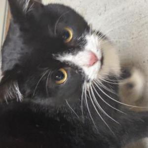 Found Cat Unknown