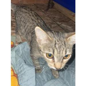 Lost Cat Rosie