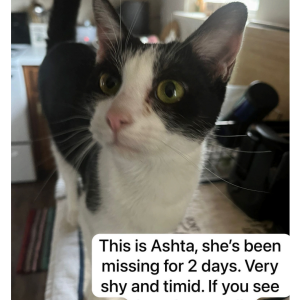 Lost Cat Asta