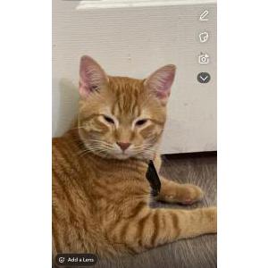 Lost Cat Murder Mittens