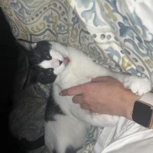 Lost Cat Loki