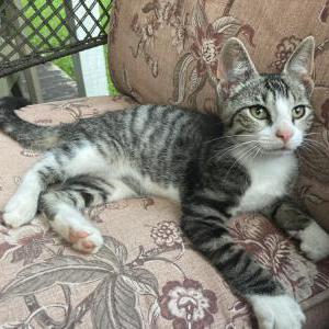 Lost Cat Peter Parker/Bradley