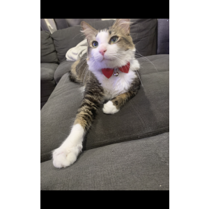 Lost Cat Mr.kitty
