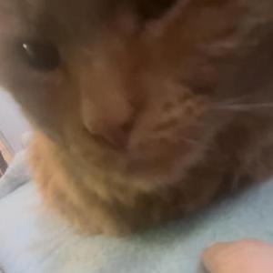 Lost Cat Annie