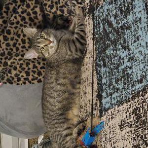 Lost Cat DAISY