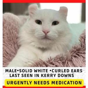 Image of Alan, Lost Cat