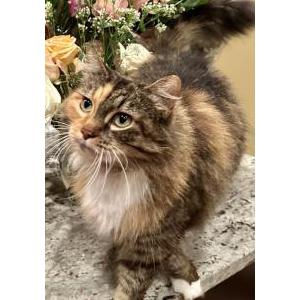 Lost Cat Porky