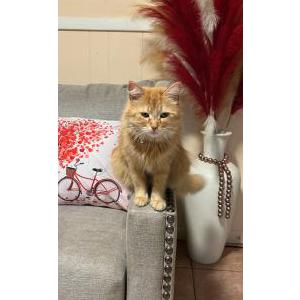 Lost Cat Simba
