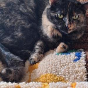 Lost Cat Rocket