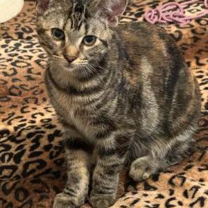 Lost Cat Maui