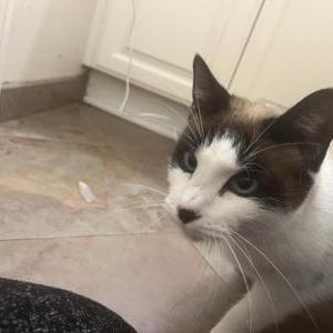 Found Cat unknown