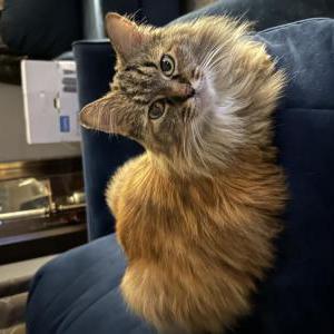Lost Cat Fifi