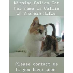 Lost Cat Callie