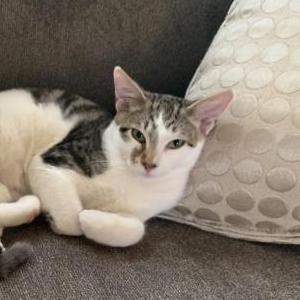 Lost Cat Chloe