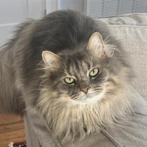Lost Cat Harry