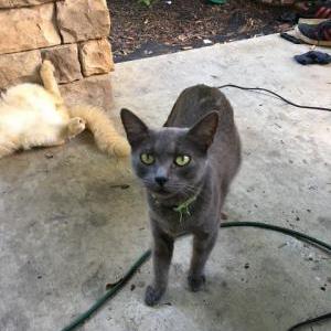 Lost Cat Momma